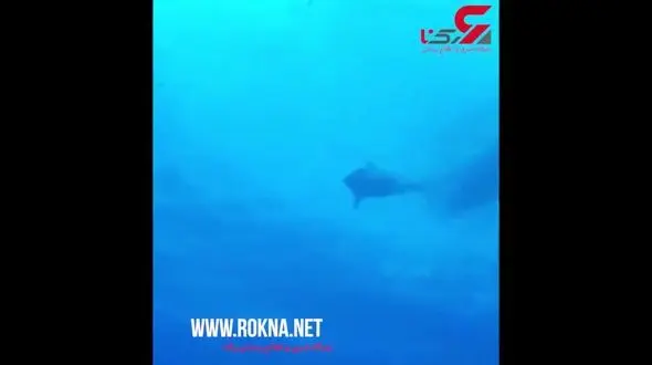 نوازش کوسه قاتل توسط غواص شجاع+فیلم