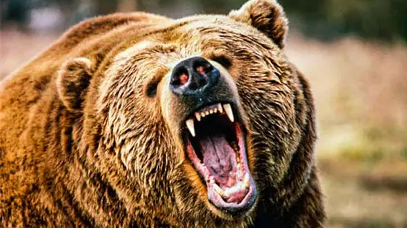 حمله خرس جوان ایذه ای را تیکه پاره کرد + جزئیات