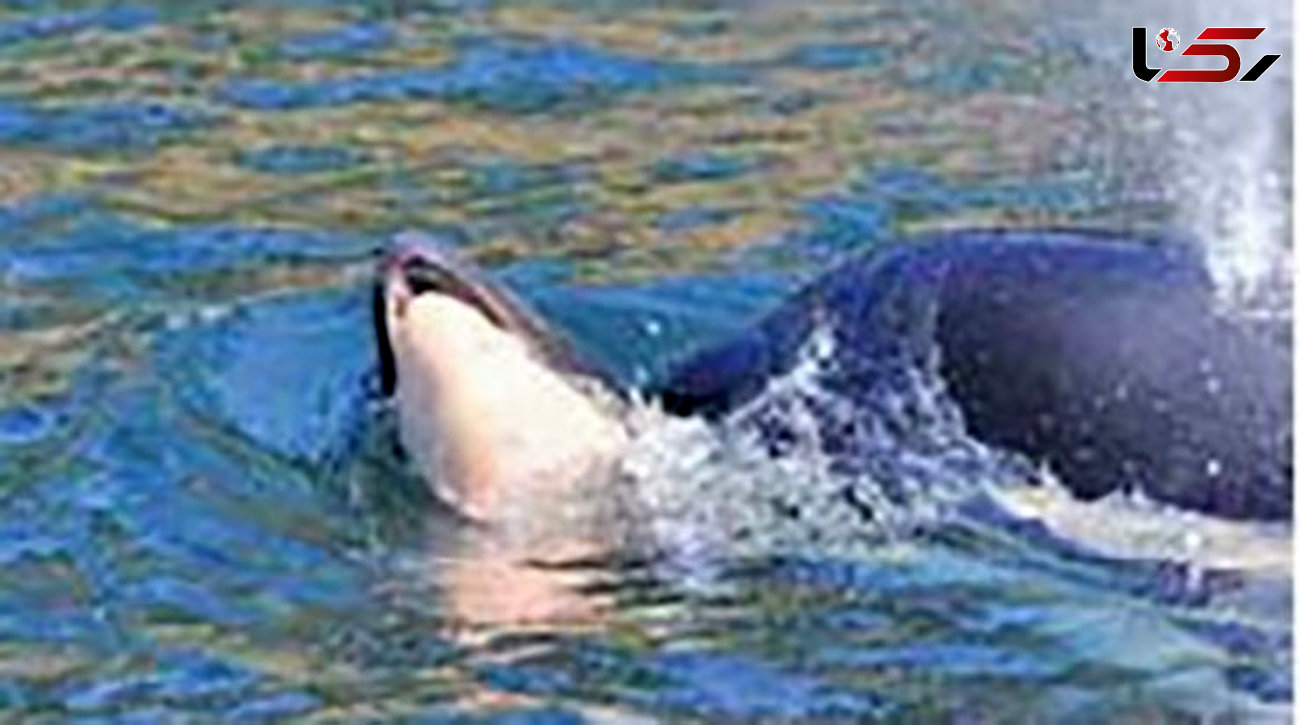 نهنگ مادر 4 روز جسد بچه اش را به دوش کشید