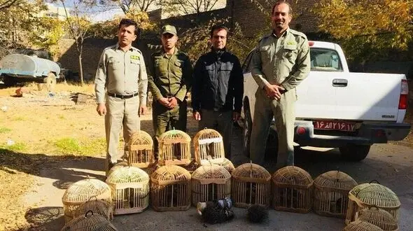 دستگیری یک زنده‌گیر کبک در بوکان