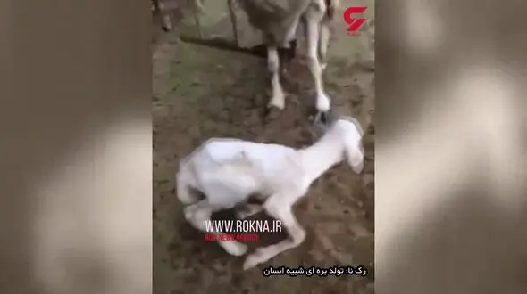 تولد بره ای شبیه انسان + فیلم