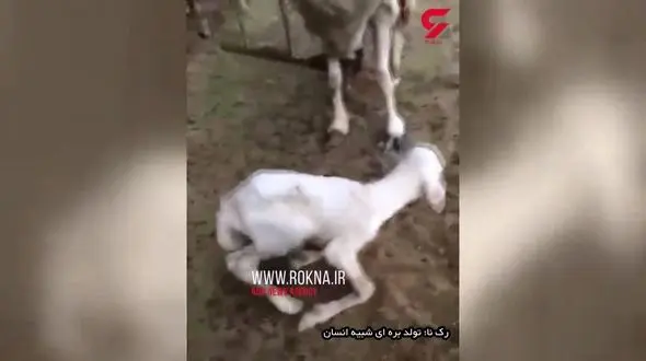 تولد بره ای شبیه انسان + فیلم