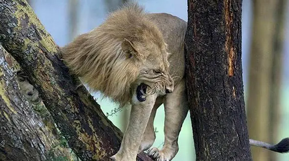 
سلطان جنگل فرار کرد+عکس
