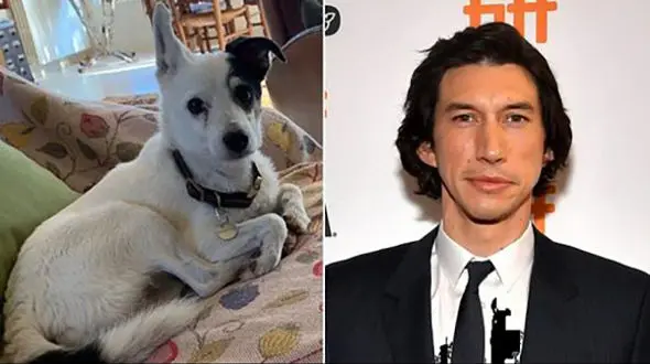 سگ کارگردان مشهور پیدا شد/ حضور احتمالی یابنده در فیلم