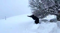 فیلم شیرجه زدن  هیجان انگیز یک مرد در برف سنگین  