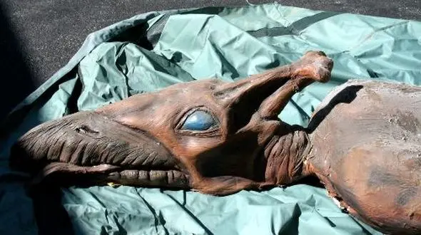 فسیل نخستین حیوان مهره دار پرنده کشف شد! 