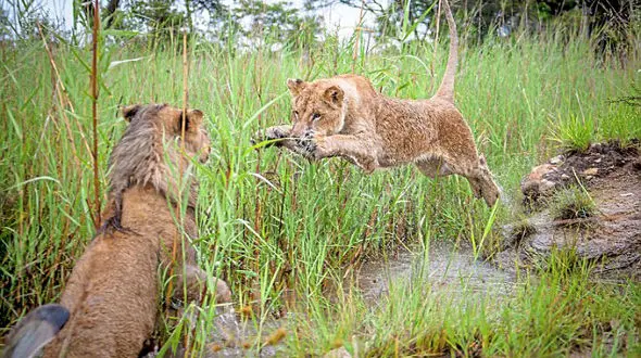 مبارزه و زورآزمایی تماشایی و شگفت انگیز شیرها + گزارش تصویری