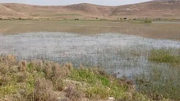 یک تالاب دیگر در آذربایجان‌غربی احیا شد / «درگه لطف الله» نقده بعد از ۲۵ سال