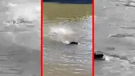 فیلم هجوم برق آسای پیراناها به طعمه
