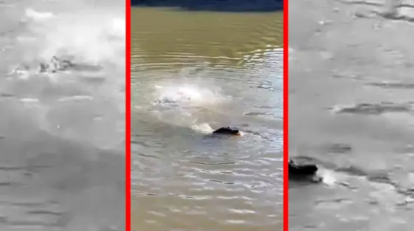 فیلم هجوم برق آسای پیراناها به طعمه