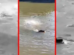 فیلم هجوم برق آسای پیراناها به طعمه