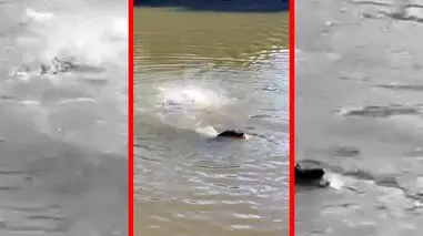 فیلم هجوم برق آسای پیراناها به طعمه