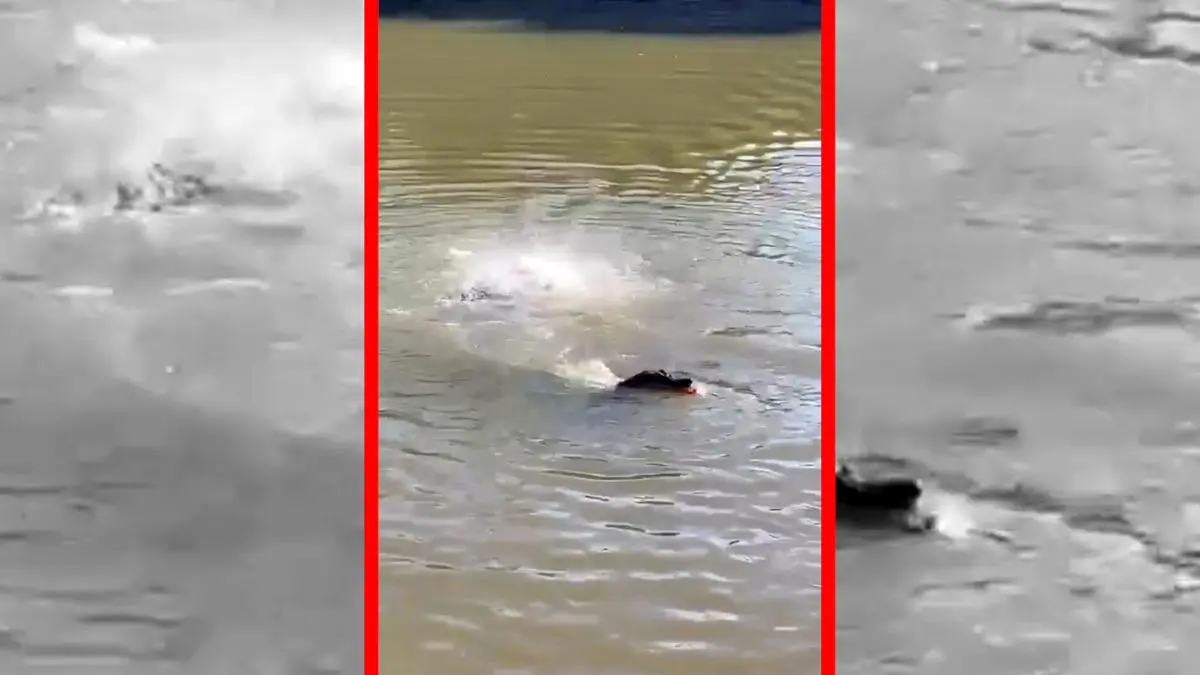 فیلم هجوم برق آسای پیراناها به طعمه