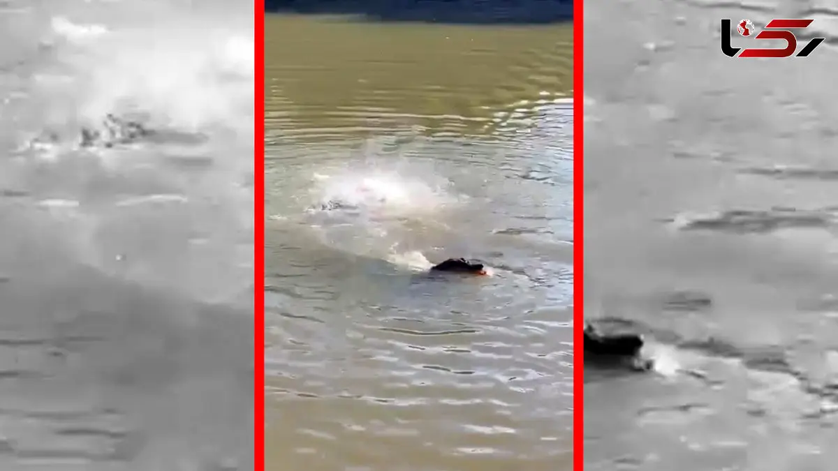 فیلم هجوم برق آسای پیراناها به طعمه