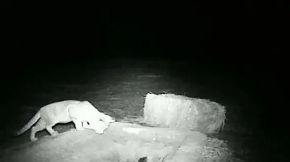 ثبت تصویر گربه شنی در شهرستان انار استان کرمان + عکس