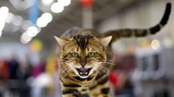 «فشن‌شو گربه‌ها» در پایتخت با مجوزهای دروغین !+ عکس 