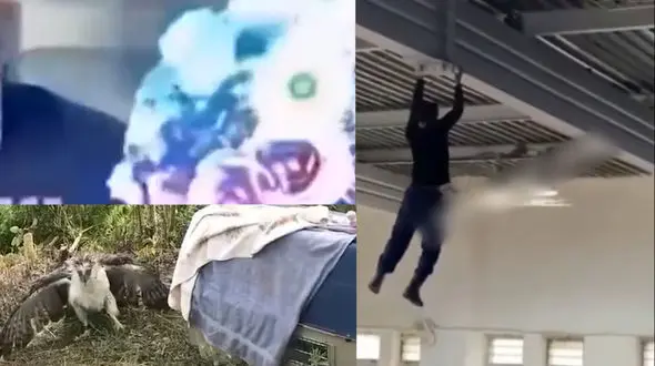 از فرار ماهی بعد از صید تا نجات سگ توسط گاو مهربان + فیلم 