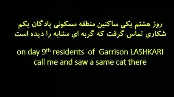 گمشدن این گربه مشکی در باند  25 روز فرودگاه مهرآباد را به هم ریخته بود+فیلم و عکس