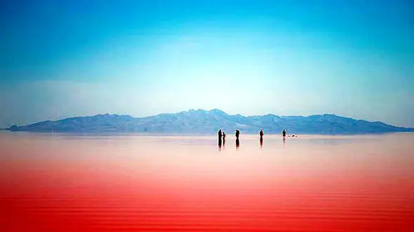 پرواز فلامینگوهای مهاجر بر فراز دریاچه مهارلو