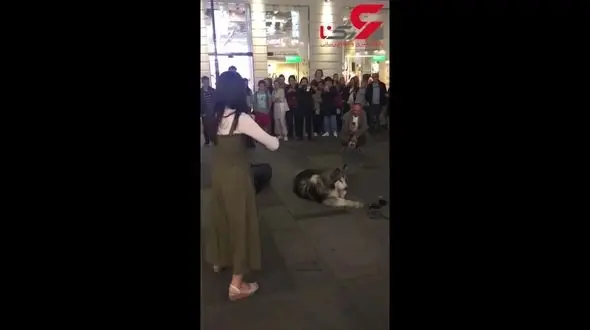 آواز خواندن یک سگ بهمراه نوازنده ویالون+فیلم