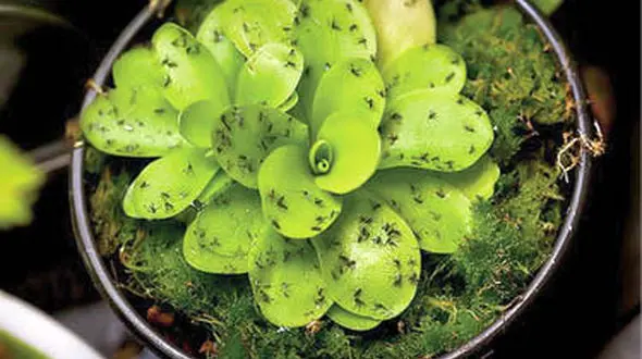 آشنایی با دو آفتِ رایج گیاهان آپارتمانی