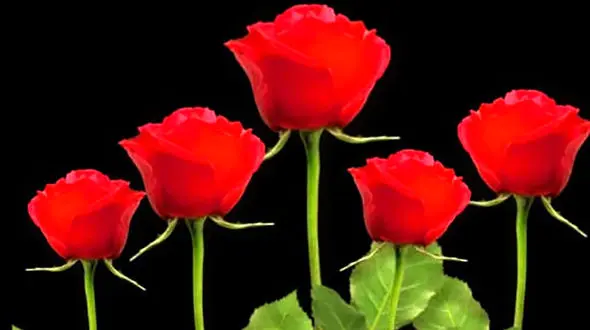 فال ابجد امروز / 5 بهمن + فیلم