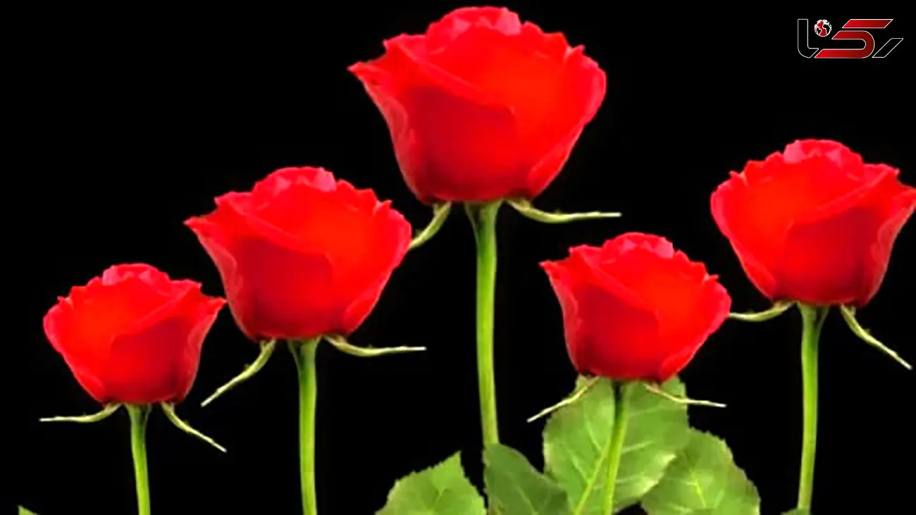 فال ابجد امروز / 5 بهمن + فیلم