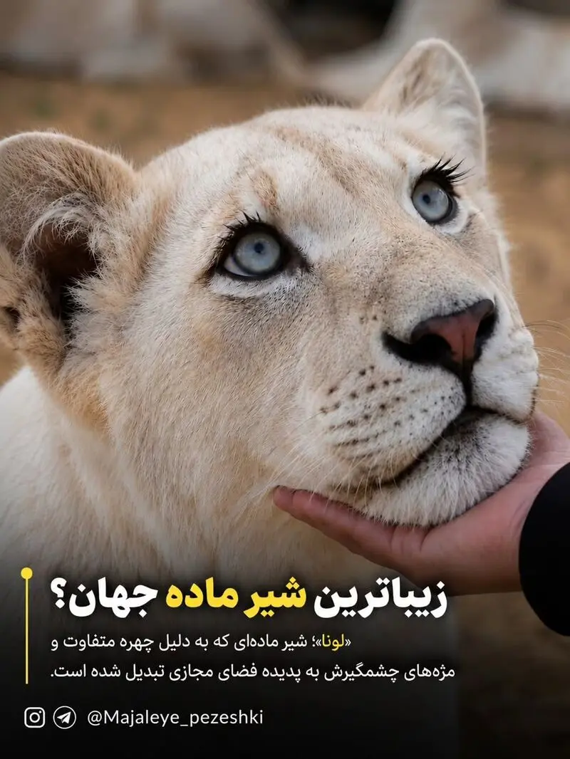 شیر ماده