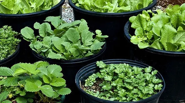 طریقه کاشت انواع سبزی های ارگانیک در خانه 