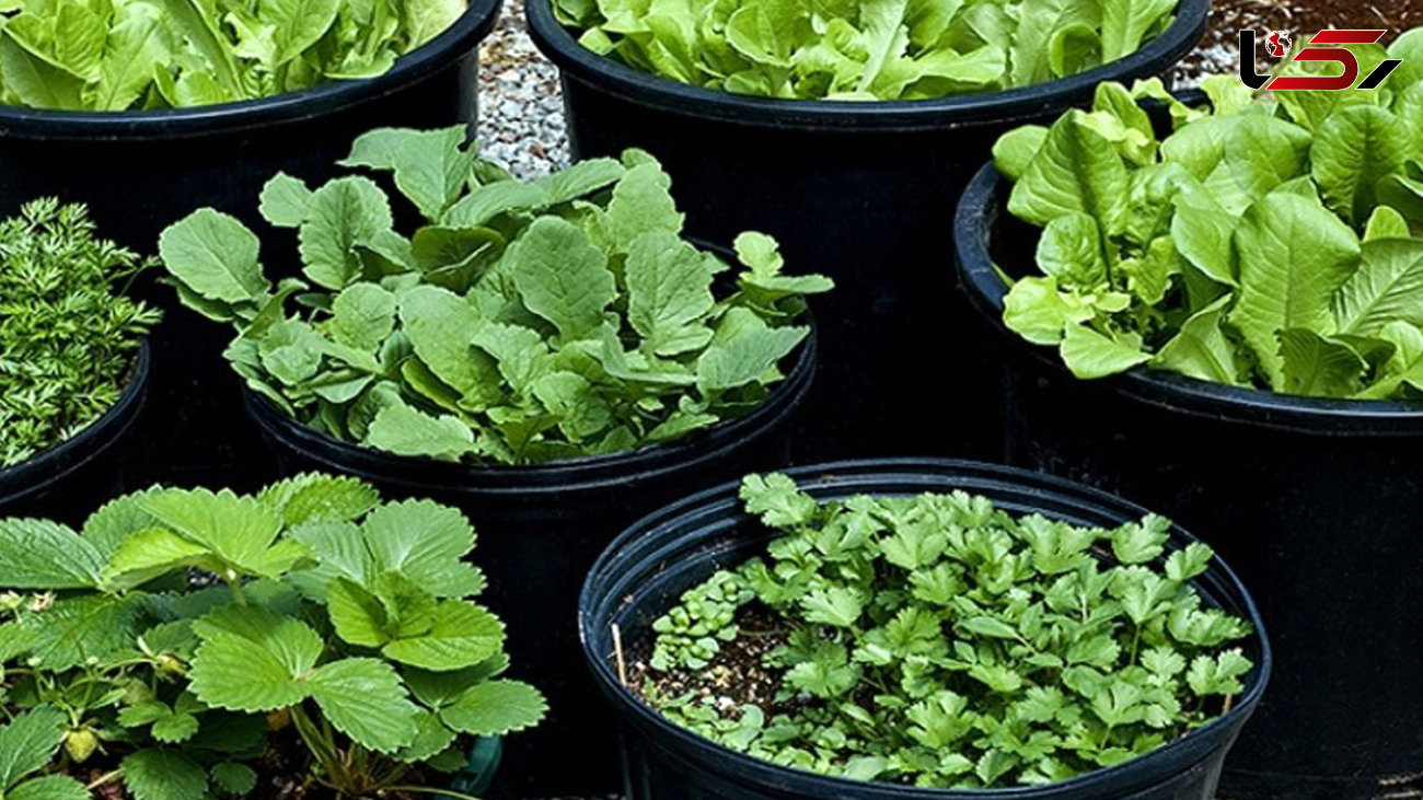طریقه کاشت انواع سبزی های ارگانیک در خانه 