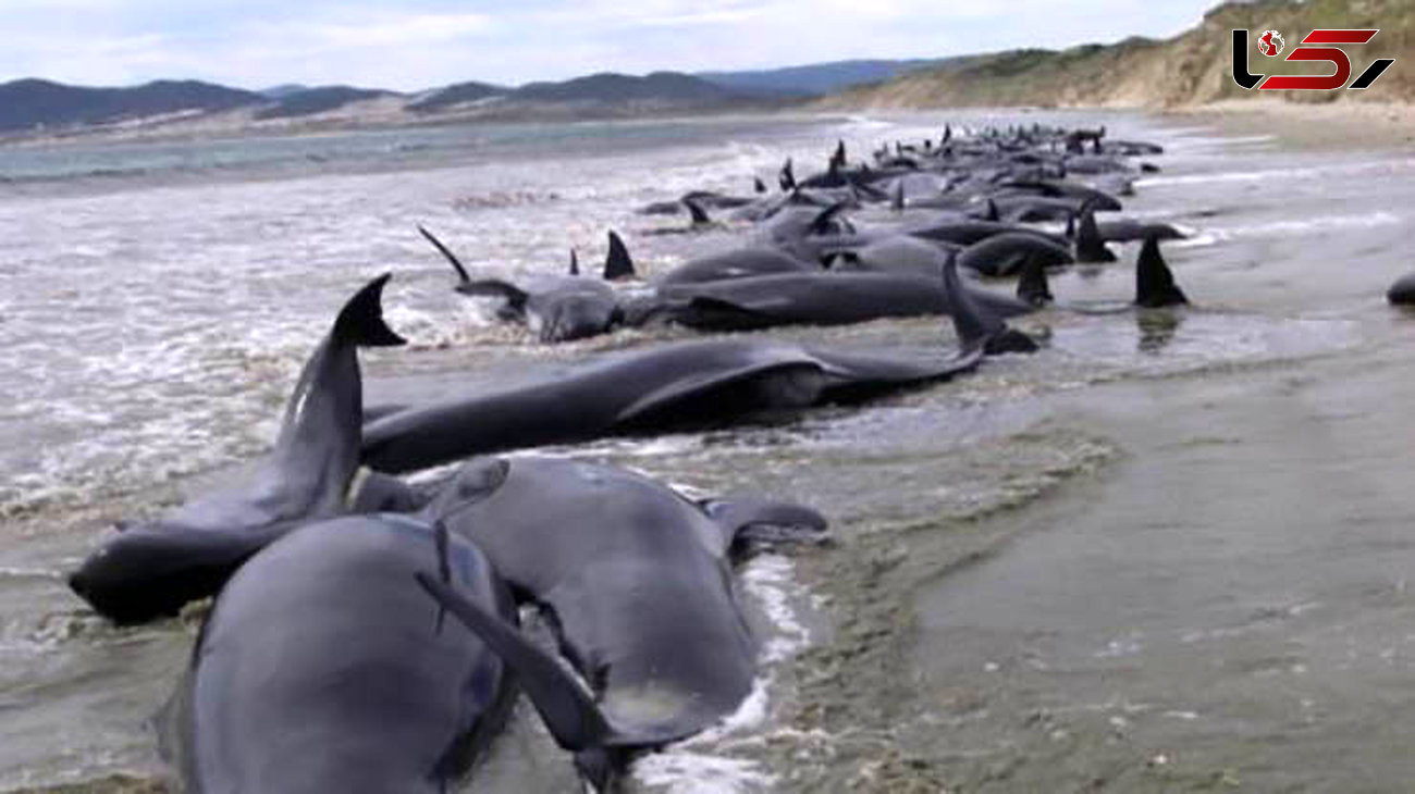  خودکشی ۱۵۰ نهنگ در سواحل استرالیا + عکس تلخ