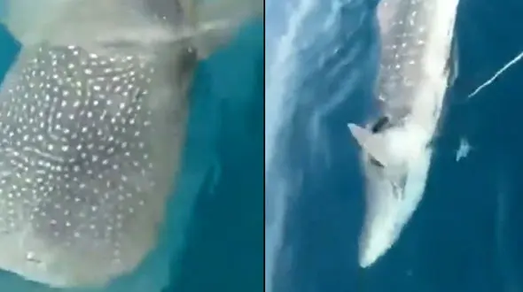 عجیب اما واقعی / کمک خواستن نهنگ از انسان + فیلم 