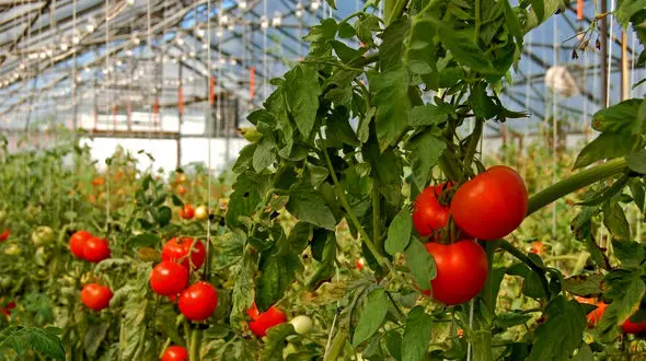 کمبود گوجه فرنگی نداریم / منشا همه مشکلات کشاورزان مدیریت وزارت جهاد کشاورزی است