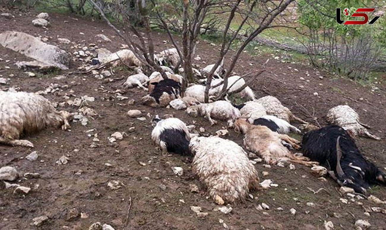 ۴۷ رأس گوسفند در قروه به دلیل مسمومیت تلف شدند