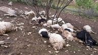 ۴۷ رأس گوسفند در قروه به دلیل مسمومیت تلف شدند