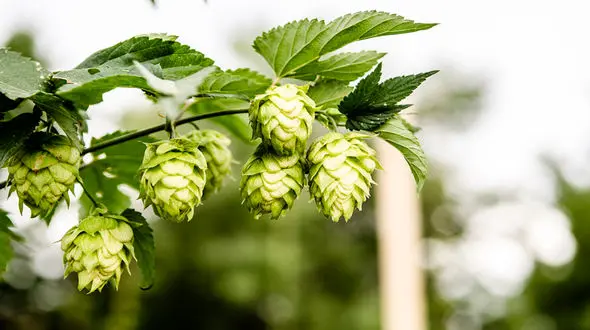 فواید  گیاه رازک