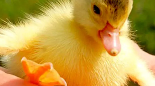 از لذت جوجه اردک ها از باران تا آموزش راکون مادر به بچه ها