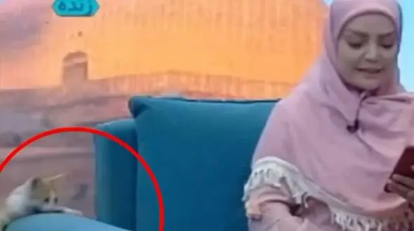 فیلم گربه در برنامه زنده تلویزیونی