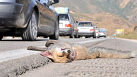 مرگ حیوانات در جاده ها / معدن کاوی و جاده کشی بلای جان حیات‌ وحش