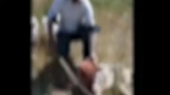 فیلم زجرکش کردن گرگ نگون بخت در خراسان شمالی