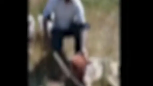 فیلم زجرکش کردن گرگ نگون بخت در خراسان شمالی