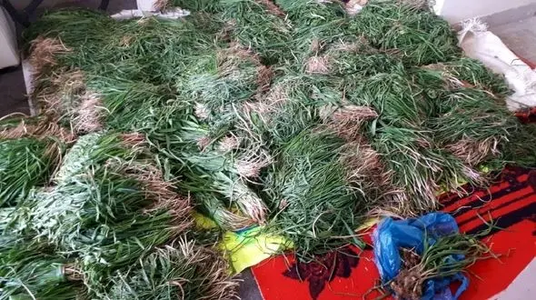 از بین رفتن طلای سبز در کهگیلویه و بویراحمد  + فیلم 