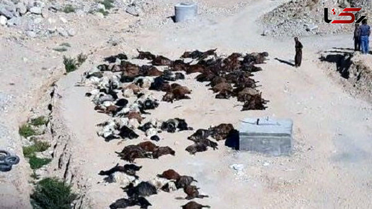 سقوط آزاد 140 گوسفند در کانال آب و فاضلاب شهر سهند + عکس