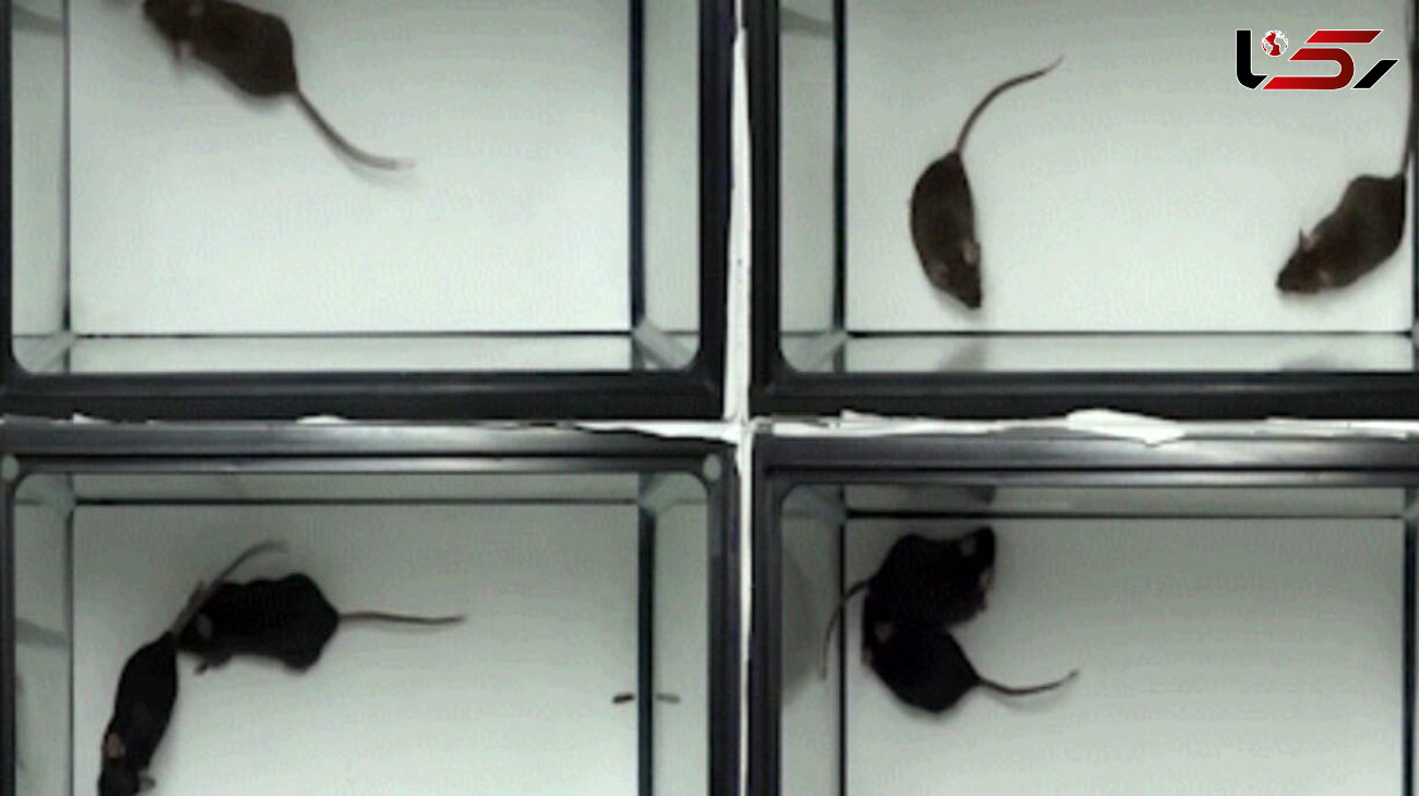 همدردی موش‌ها دیدنی است + فیلم