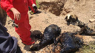عکس های تکاندهنده /15 گوسفند زنده زنده در گودال قیر سروستان سوختند 