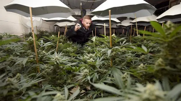 پرورش ماری‌جوانا در یک پناهگاه هسته ای+ عکس