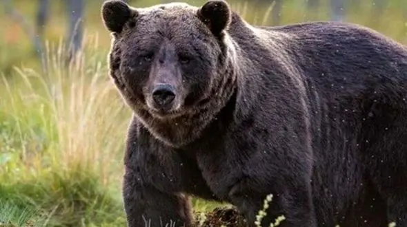  فیلم جدیدی از زنده‌گیری بحث‌برانگیز خرس زخمی در مجن
