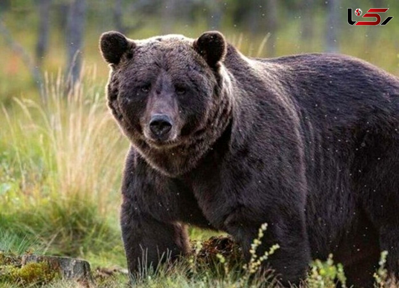  فیلم جدیدی از زنده‌گیری بحث‌برانگیز خرس زخمی در مجن