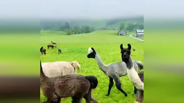 این شتر شما را شگفت زده می کند + فیلم