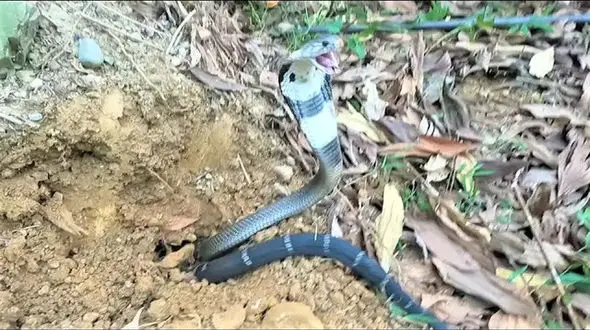 فیلم/ بیرون کشیدن خشن ترین گروه مارهای سمی جهان از زیر زمین توسط دو مارگیر ویتنامی